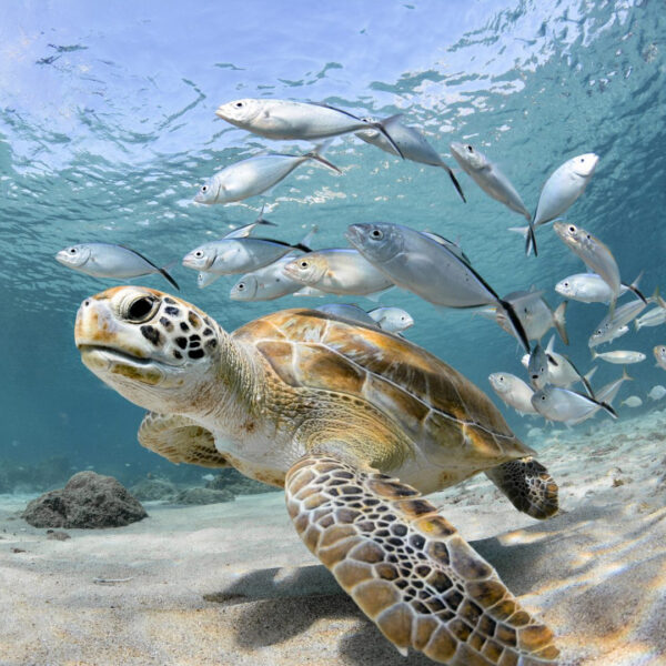 Private Island Tour Curacao